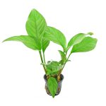 Stoffels Anubias heterophylla Congensis - Image 5