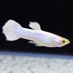 White Platinum Guppy (Male)