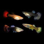 Assorted Female Guppy