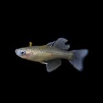 Gertrude’s Rainbowfish