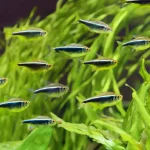 Black Neon Tetra