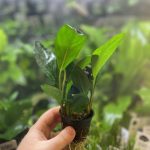 Stoffels Anubias heterophylla Congensis