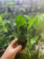 Stoffels Anubias heterophylla Congensis