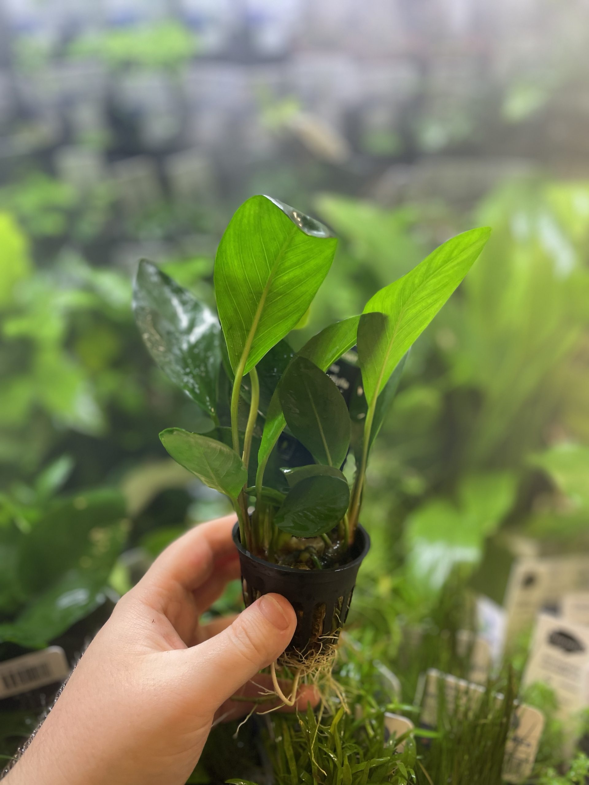 img_2403 Stoffels Anubias heterophylla Congensis - Image 1