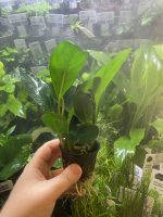 Stoffels Anubias heterophylla Congensis - Image 2