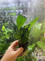 Stoffels Anubias heterophylla Congensis - Image 3