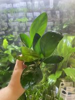 Stoffels Anubias heterophylla Congensis - Image 4