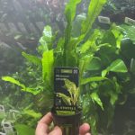 Stoffels Microsorum pteropus