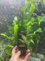 Stoffels Microsorum pteropus