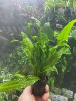 Stoffels Microsorum pteropus - Image 2