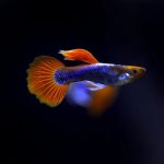 Koi Tuxedo Guppy (Male) locally bred