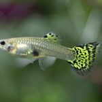 Green Cobra Guppy (female)- locally Bred