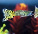 Green Cobra Guppy (male)- locally Bred - Image 3