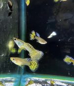 Green Cobra Guppy (male)- locally Bred - Image 2