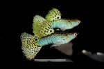 Green Cobra Guppy (male)- locally Bred