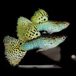 Green Cobra Guppy (male)- locally Bred