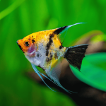 Koi Marbled Angel Fish- locally Bred