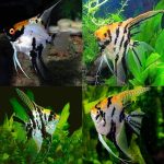Koi Marbled Angel Fish- locally Bred - Image 3