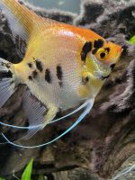 Koi Marbled Angel Fish- locally Bred - Image 2