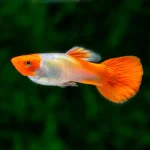 Golden Koi Guppy (Male)