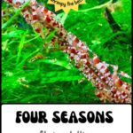 Simply Shrimp Lollies, 8pc