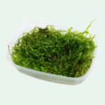 Taxiphyllum barbieri 'Bogor Moss', Portion