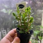 Kaiser Aquatics Rotala Blood Red