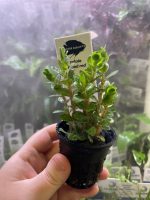 Kaiser Aquatics Rotala Blood Red
