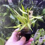 Kaiser Aquatics Ludwigia sphaerocarpa