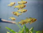Lemon Tetra (Hyphessobrycon pulchripinnis)