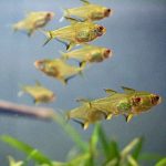 Lemon Tetra (Hyphessobrycon pulchripinnis)