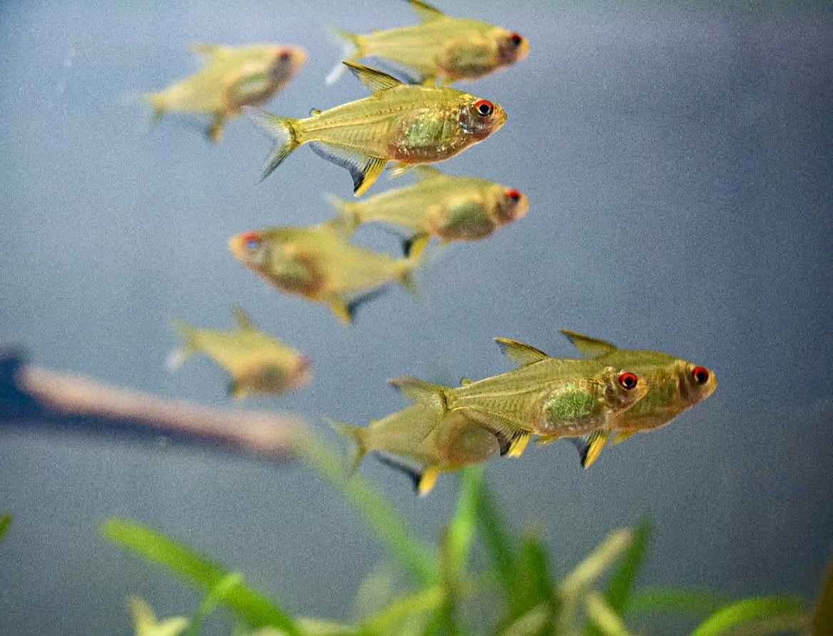 screenshot Lemon Tetra (Hyphessobrycon pulchripinnis) - Image 1