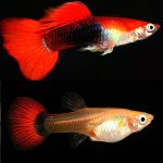 Red Tuxedo Guppy (Female)- locally Bred