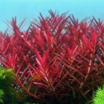 Kaiser Aquatics Rotala Blood Red - Image 2