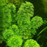 Kaiser Aquatics Limnophila sessiliflora - Image 2