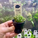 Kaiser Aquatics Limnophila sessiliflora