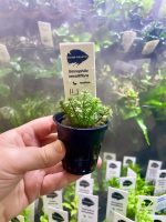 Kaiser Aquatics Limnophila sessiliflora