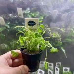 Kaiser Aquatics Hydroctyle tripartita