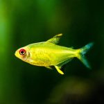 Lemon Tetra