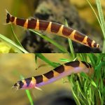 Khuli Loach