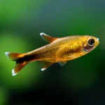 Silvertip Tetra (Hasemania nana)