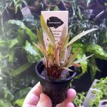 Kaiser Aquatics Alternanthera Reinickii Rosanerwig