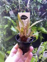 Kaiser Aquatics Alternanthera Reinickii Rosanerwig