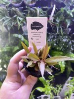 Kaiser Aquatics Alternanthera Reinickii Rosanerwig - Image 2