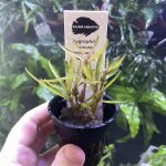 Kaiser Aquatics Hygrophila Lancea araguaia