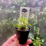 Kaiser Aquatics Hygrophila Lancea araguaia