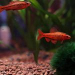 Cherry Barb (Rohanella titteya) - Image 4