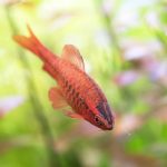 Cherry Barb (Rohanella titteya) - Image 2