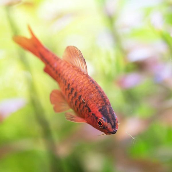 Cherry Barb Rohanella titteya 2