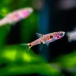 Strawberry Rasbora